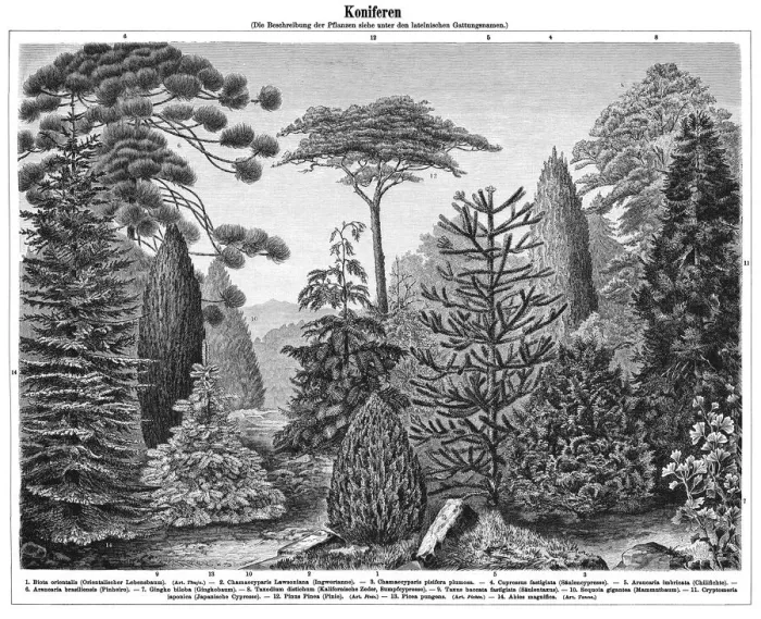 Framed Print : Old engraved illustration of Conifers Framed Print : Old engraved illustration of Conifers
