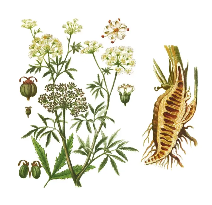 Framed Print : Old engraved illustration of cowbane (Cicuta virosa) - several poisonous plant Framed Print : Old engraved illustration of cowbane (Cicuta virosa) - several poisonous plant