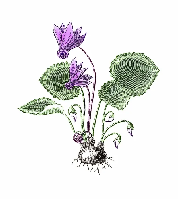 Framed Print : Old engraved illustration of Cyclamen purpurascens Framed Print : Old engraved illustration of Cyclamen purpurascens