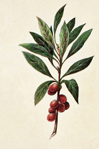 Old engraved illustration of a Daphne mezereum - Poisonous plants