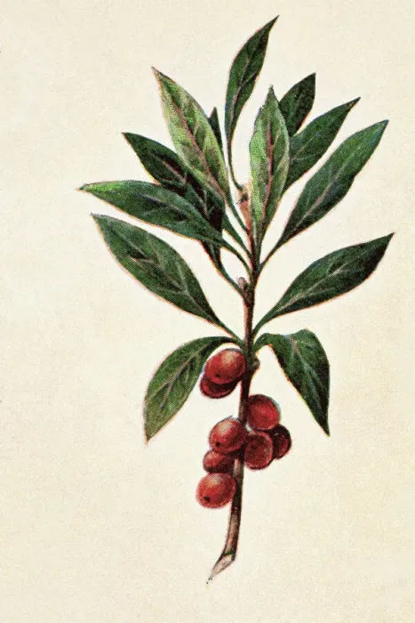 Framed Print : Old engraved illustration of a Daphne mezereum - Poisonous plants Framed Print : Old engraved illustration of a Daphne mezereum - Poisonous plants