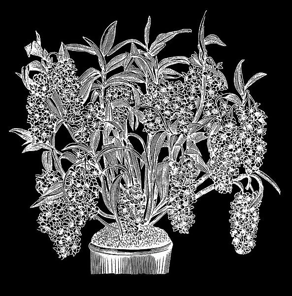Old engraved illustration of Dendrobium densiflorum, a species of epiphytic or lithophytic orchid, native to Asia