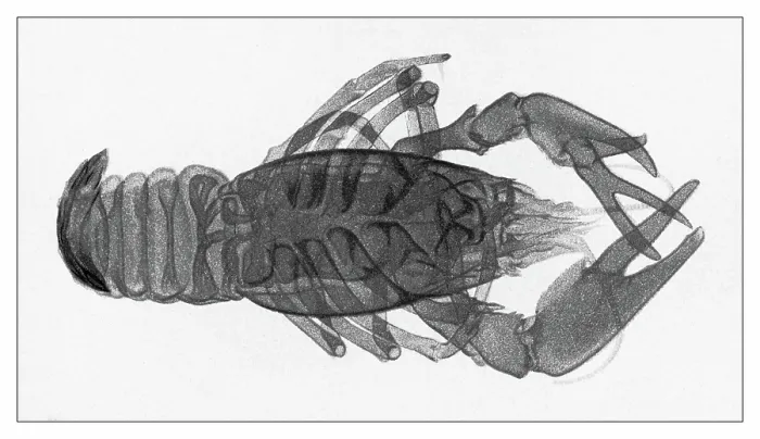 Framed Print : Old engraved illustration of early X-ray photography, crayfish Framed Print : Old engraved illustration of early X-ray photography, crayfish