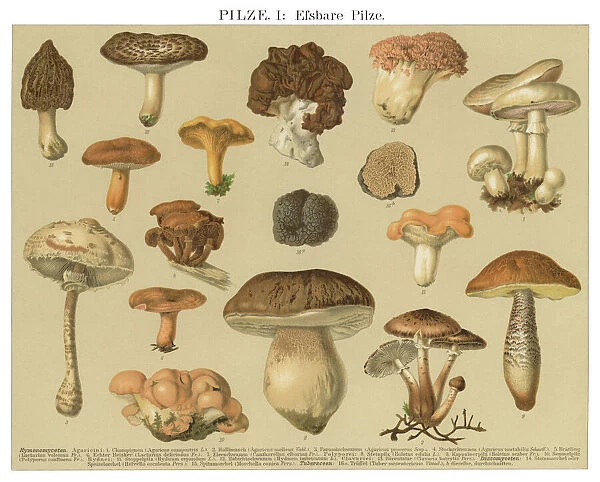 Old engraved illustration of a Edible fungi, Mushrooms