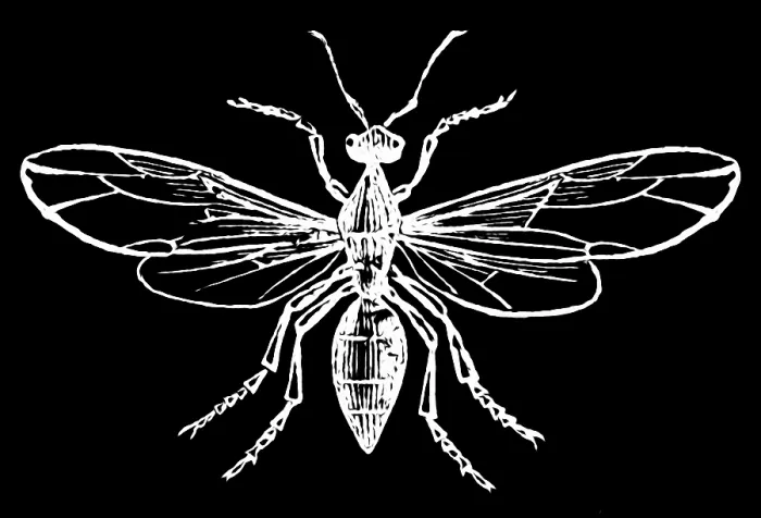 Framed Print : Old engraved illustration of Entomology - Ashy ant, male Framed Print : Old engraved illustration of Entomology - Ashy ant, male