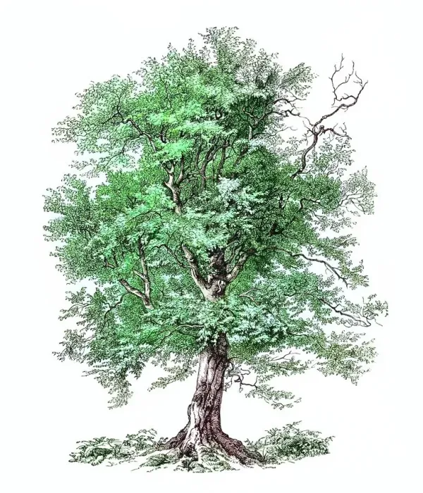Framed Print : Old engraved illustration of European or common hornbeam (Carpinus betulus) Framed Print : Old engraved illustration of European or common hornbeam (Carpinus betulus)