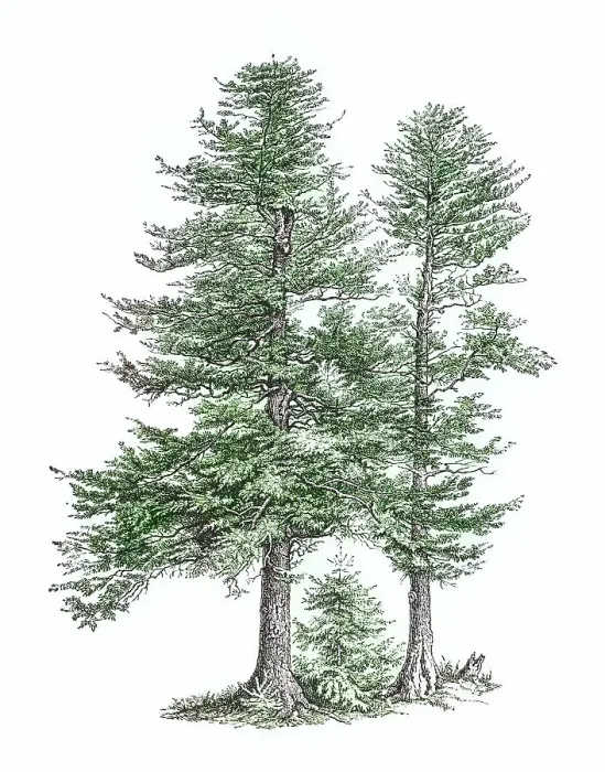 Framed Print : Old engraved illustration of European silver fir or silver fir (Abies alba) Framed Print : Old engraved illustration of European silver fir or silver fir (Abies alba)