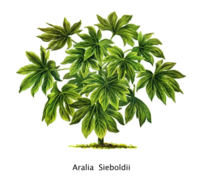 Framed Print : Old engraved illustration of Fatsia japonica, glossy-leaf paper plant, fatsi, paperplant Framed Print : Old engraved illustration of Fatsia japonica, glossy-leaf paper plant, fatsi, paperplant