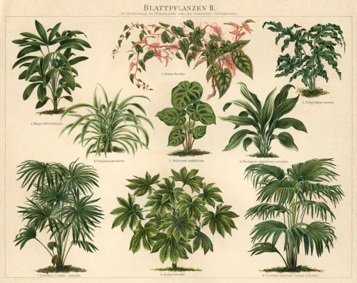 Framed Print : Old engraved illustration of Foliage plants Framed Print : Old engraved illustration of Foliage plants