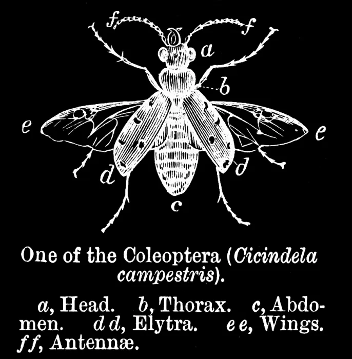 Framed Print : Old engraved illustration of the green tiger beetle (Cicindela campestris) Framed Print : Old engraved illustration of the green tiger beetle (Cicindela campestris)