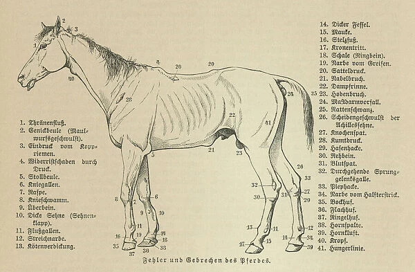 Old engraved illustration of the horses, Equine anatomy