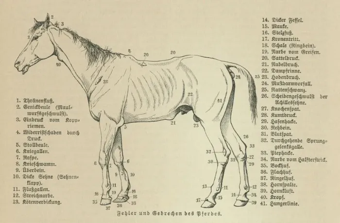 Framed Print : Old engraved illustration of the horses, Equine anatomy Framed Print : Old engraved illustration of the horses, Equine anatomy