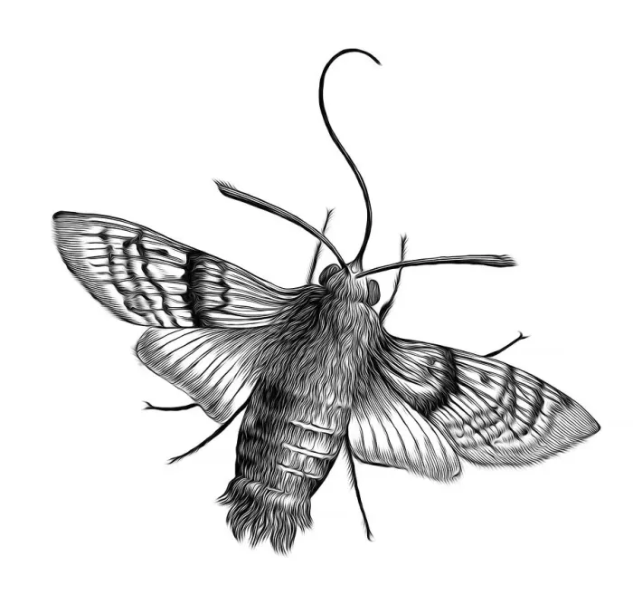 Framed Print : Old engraved illustration of Hummingbird hawk-moth (Macroglossum stellatarum) Framed Print : Old engraved illustration of Hummingbird hawk-moth (Macroglossum stellatarum)