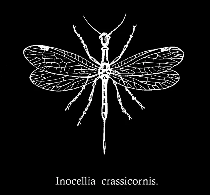 Framed Print : Old engraved illustration of Inocellia crassicornis