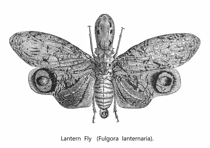 Framed Print : Old engraved illustration of insect, planthopper, Pyrops candelaria (Laternaria candelaria and Fulgora candelaria in older literature) Framed Print : Old engraved illustration of insect, planthopper, Pyrops candelaria (Laternaria candelaria and Fulgora candelaria in older literature)