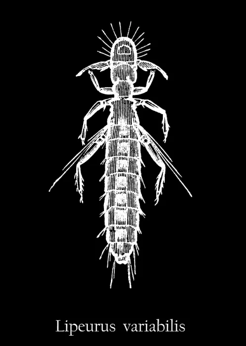 Framed Print : Old engraved illustration of insect, Lipeurus variabilis Framed Print : Old engraved illustration of insect, Lipeurus variabilis