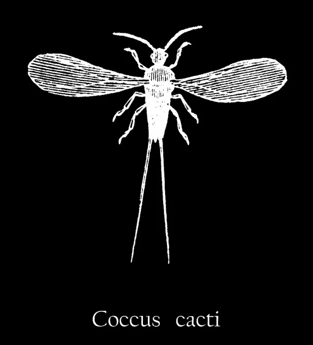 Framed Print : Old engraved illustration of insect, The cochineal (Coccus cacti) Framed Print : Old engraved illustration of insect, The cochineal (Coccus cacti)