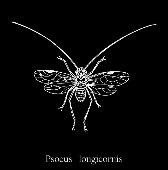 Framed Print : Old engraved illustration of insect, Psocus longicornis Framed Print : Old engraved illustration of insect, Psocus longicornis