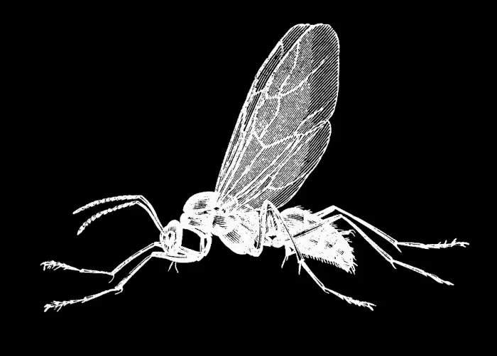 Framed Print : Old engraved illustration of insect, Hercules ant (Camponotus herculeanus) Framed Print : Old engraved illustration of insect, Hercules ant (Camponotus herculeanus)