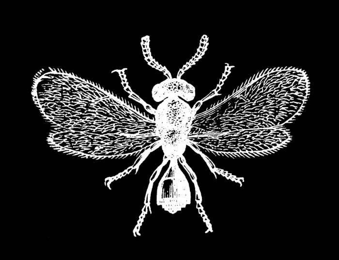 Framed Print : Old engraved illustration of insect, Telenomus terebrans Framed Print : Old engraved illustration of insect, Telenomus terebrans