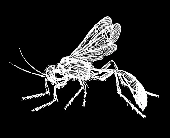 Framed Print : Old engraved illustration of insect, the red-banded sand wasp (Ammophila sabulosa) Framed Print : Old engraved illustration of insect, the red-banded sand wasp (Ammophila sabulosa)
