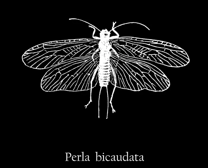 Framed Print : Old engraved illustration of insect, Perla bicaudata or Diura bicaudata Framed Print : Old engraved illustration of insect, Perla bicaudata or Diura bicaudata