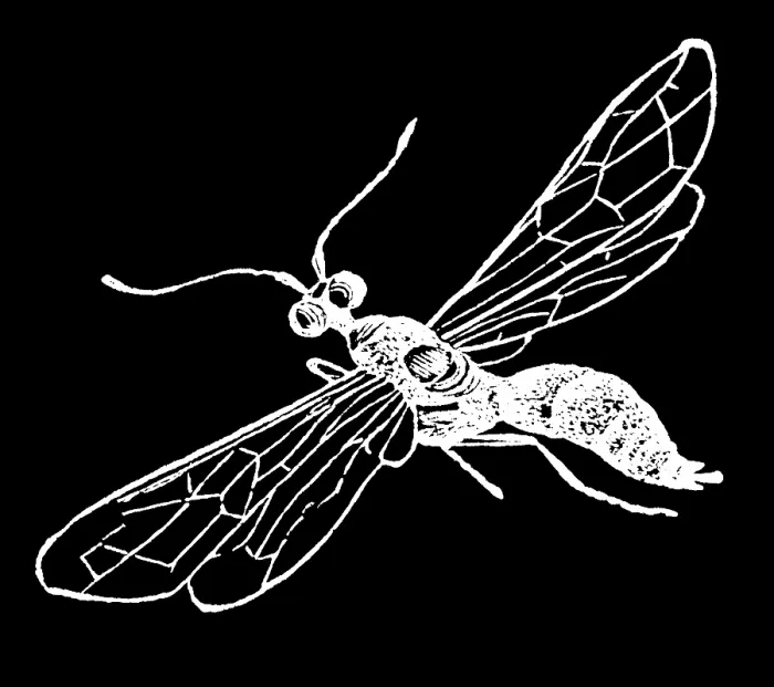 Framed Print : Old engraved illustration of insect, European wheat stem sawfly (Cephus pygmaeus) Framed Print : Old engraved illustration of insect, European wheat stem sawfly (Cephus pygmaeus)