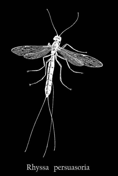 Framed Print : Old engraved illustration of insect, sabre wasp (Rhyssa persuasoria) Framed Print : Old engraved illustration of insect, sabre wasp (Rhyssa persuasoria)