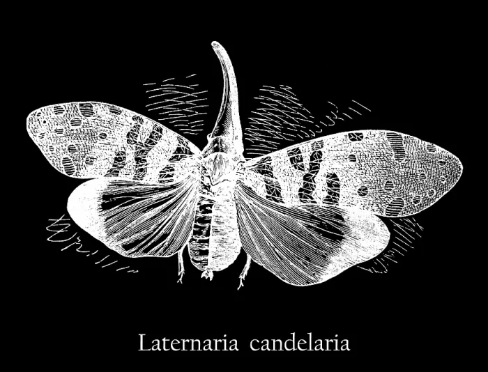 Framed Print : Old engraved illustration of insect, planthopper, Pyrops candelaria (Laternaria candelaria and Fulgora candelaria in older literature) Framed Print : Old engraved illustration of insect, planthopper, Pyrops candelaria (Laternaria candelaria and Fulgora candelaria in older literature)