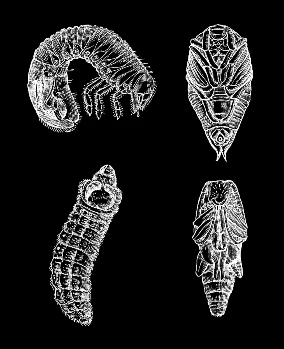 Framed Print : Old engraved illustration of insect larvae and pupae Framed Print : Old engraved illustration of insect larvae and pupae