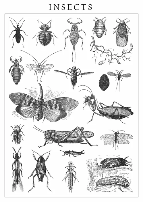 Framed Print : Old engraved illustration of insects Framed Print : Old engraved illustration of insects