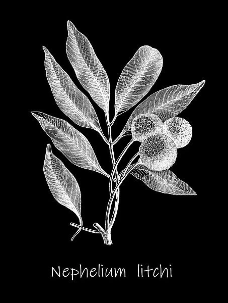 Old engraved illustration of Litchi plant (Nephelium litchi)