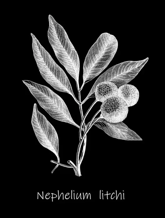 Framed Print : Old engraved illustration of Litchi plant (Nephelium litchi) Framed Print : Old engraved illustration of Litchi plant (Nephelium litchi)