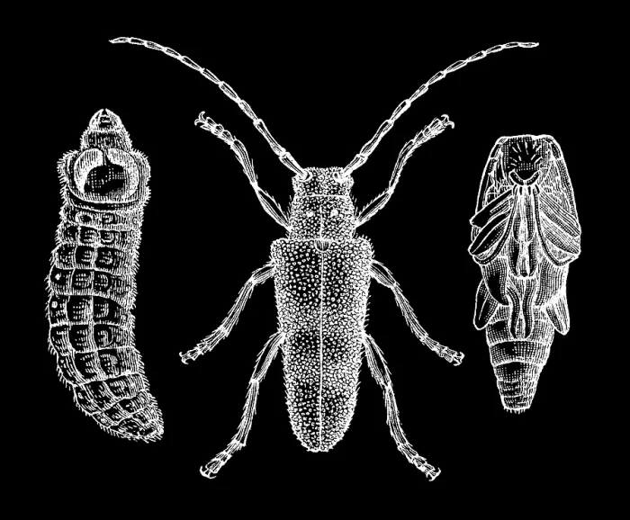 Framed Print : Old engraved illustration of the longhorn beetle (Saperda carcharias) Framed Print : Old engraved illustration of the longhorn beetle (Saperda carcharias)