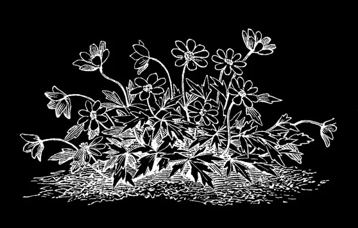 Framed Print : Old engraved illustration of Meadow Anemone, Small Pasque Flower, Wind Flower, True Meadow Anemone, Small Meadow Anemone Framed Print : Old engraved illustration of Meadow Anemone, Small Pasque Flower, Wind Flower, True Meadow Anemone, Small Meadow Anemone