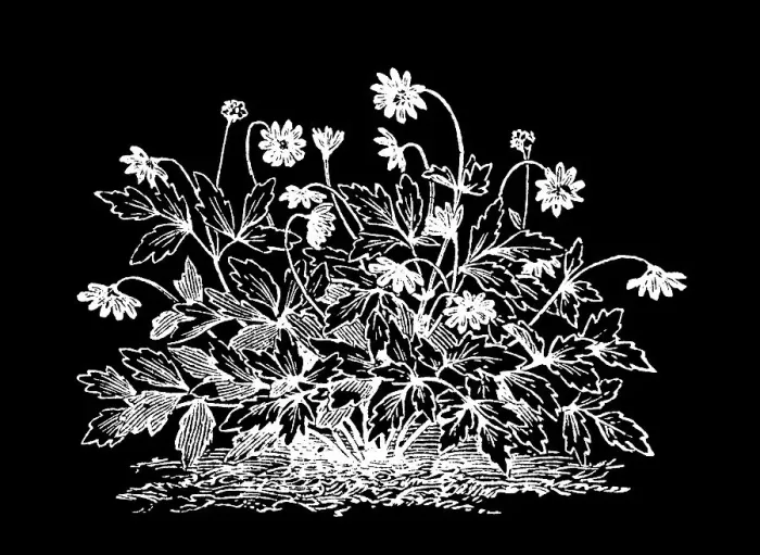 Framed Print : Old engraved illustration of Meadow Anemone, Small Pasque Flower, Wind Flower, True Meadow Anemone, Small Meadow Anemone Framed Print : Old engraved illustration of Meadow Anemone, Small Pasque Flower, Wind Flower, True Meadow Anemone, Small Meadow Anemone