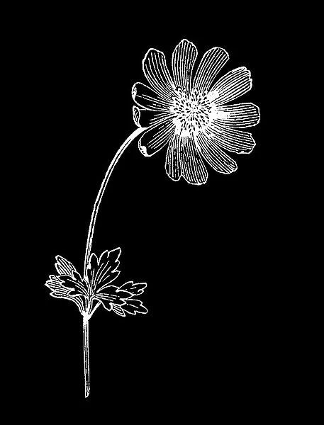 Old engraved illustration of Meadow Anemone, Small Pasque Flower, Wind Flower, True Meadow Anemone, Small Meadow Anemone