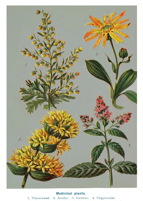 Framed Print : Old engraved illustration of a Medicinal plants Framed Print : Old engraved illustration of a Medicinal plants