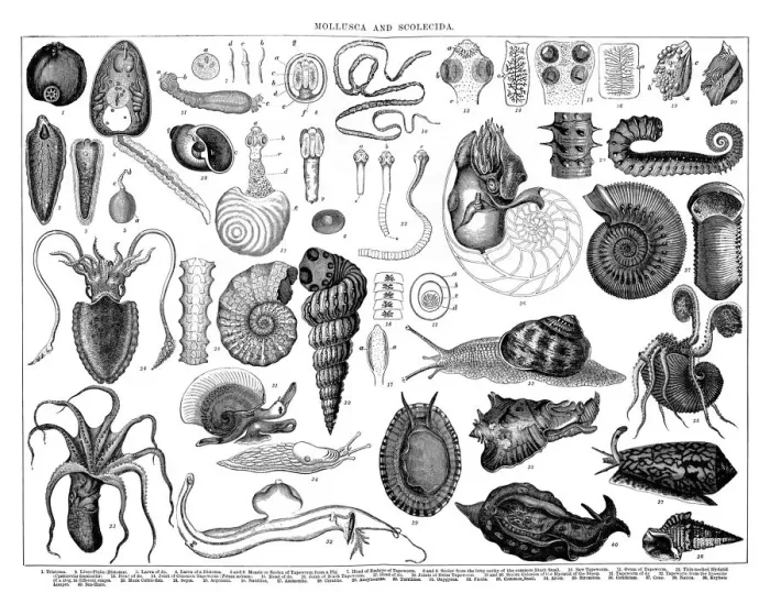 Framed Print : Old engraved illustration of Mollusca and Scolecida Framed Print : Old engraved illustration of Mollusca and Scolecida