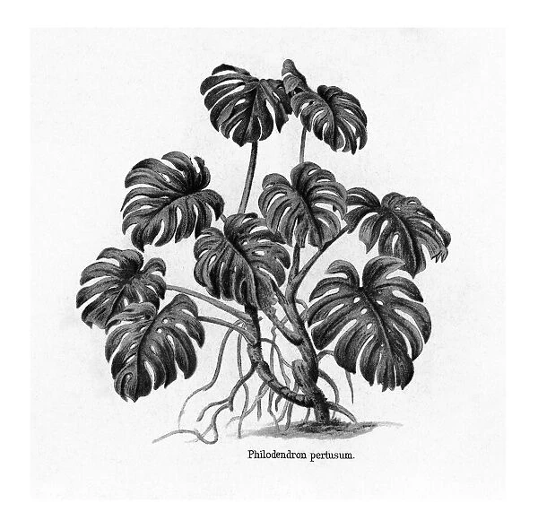 Old engraved illustration of Monstera Deliciosa, Philodendron Pertusum