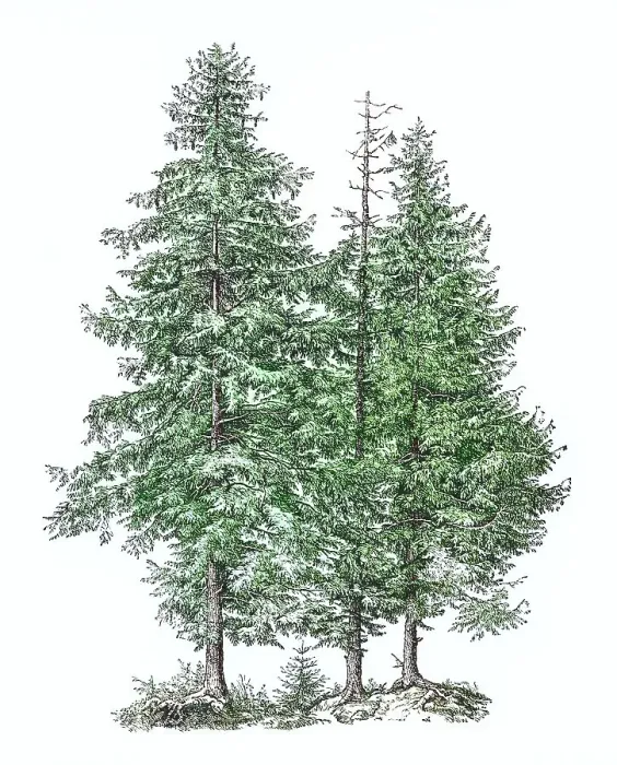 Framed Print : Old engraved illustration of Norway spruce or European spruce cone (Picea abies) Framed Print : Old engraved illustration of Norway spruce or European spruce cone (Picea abies)