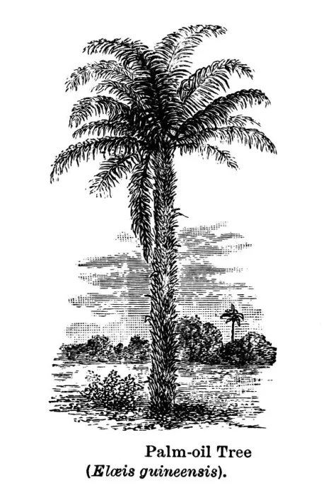Framed Print : Old engraved illustration of oil palm, African oil palm or macaw-fat (Elaeis guineensis) Framed Print : Old engraved illustration of oil palm, African oil palm or macaw-fat (Elaeis guineensis)