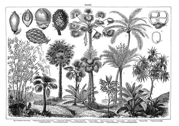 Old engraved illustration of Palms. Antique Illustration, Popular Encyclopedia Published 1894. Copyright has expired on this artwork