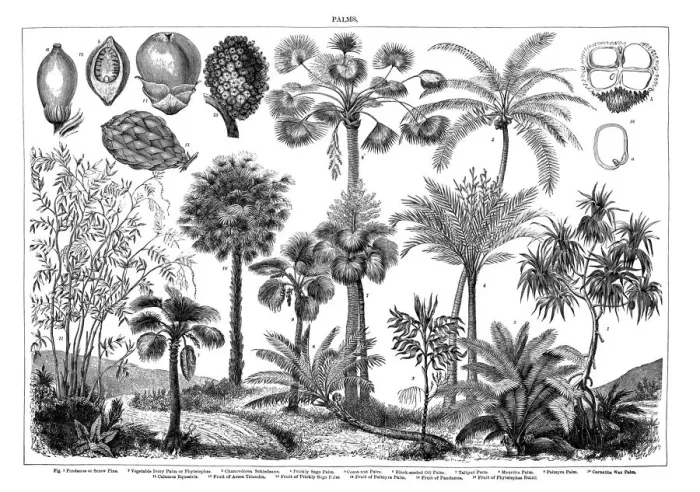 Framed Print : Old engraved illustration of Palms. Antique Illustration, Popular Encyclopedia Published 1894. Copyright has expired on this artwork Framed Print : Old engraved illustration of Palms. Antique Illustration, Popular Encyclopedia Published 1894. Copyright has expired on this artwork
