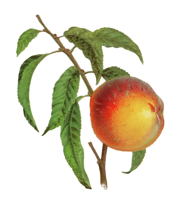 Framed Print : Old engraved illustration of a peach fruit