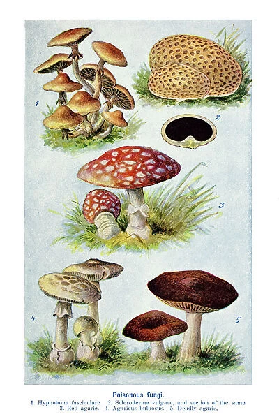 Old engraved illustration of a Poisonous fungi, Mushrooms