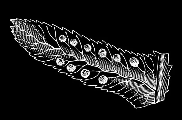 Framed Print : Old engraved illustration of Polypodium - genus of ferns in the family Polypodiaceae