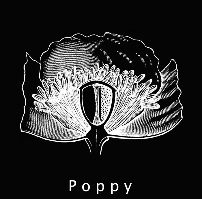 Framed Print : Old engraved illustration of poppy flower (Papaveraceae ) Framed Print : Old engraved illustration of poppy flower (Papaveraceae )