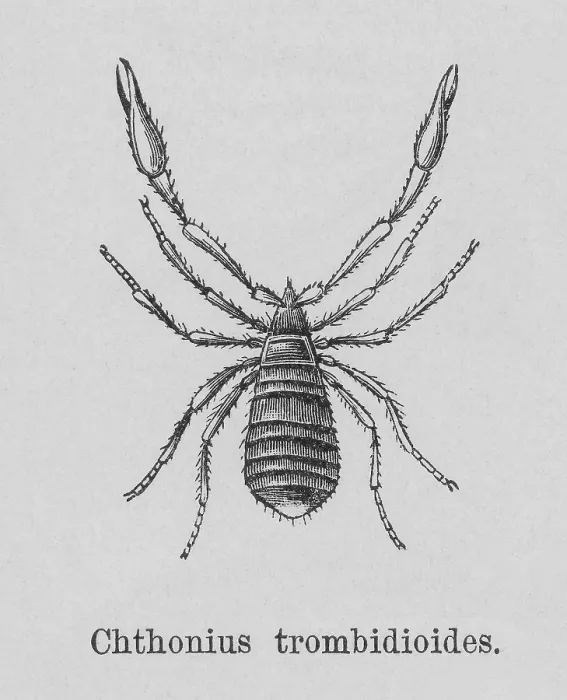 Framed Print : Old engraved illustration of pseudoscorpion (Chthonius trombidiodes) Framed Print : Old engraved illustration of pseudoscorpion (Chthonius trombidiodes)