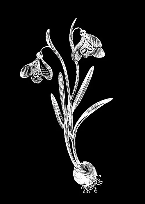 Framed Print : Old engraved illustration of the snowdrop or common snowdrop (Galanthus nivalis) Framed Print : Old engraved illustration of the snowdrop or common snowdrop (Galanthus nivalis)